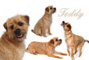 Have a quality montage made of your pet, be it a dog, cat, pony or even your prize bull!